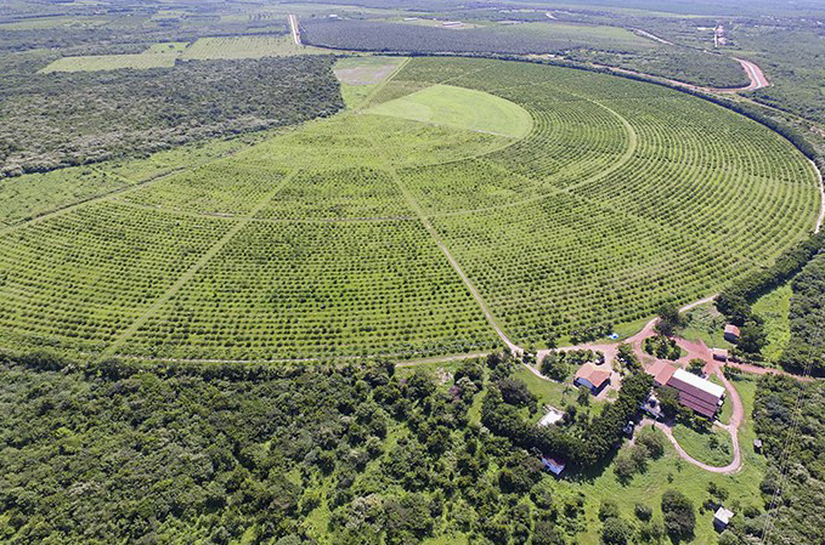 Dia do Agricultor: Polos de Irrigação impulsionam agricultura e economia em 18 regiões do país