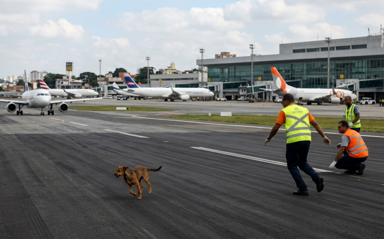 Cadela foge de caixa de transporte, invade pista de Congonhas e paralisa voos por 9 minutos