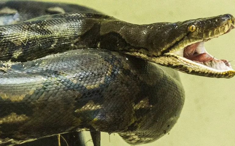 Mulher é salva após ficar duas horas enrolada por cobra de 4 metros na Tailândia