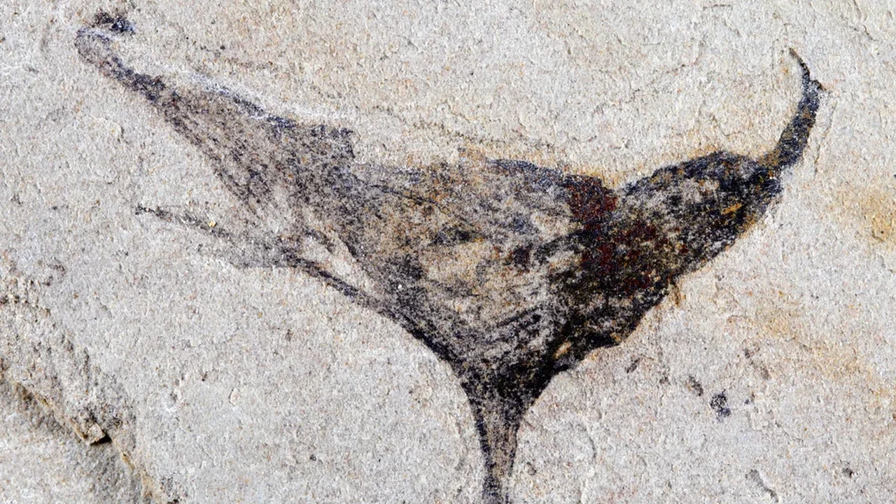 Como surgimos: Cientistas têm um primeiro vislumbre da evolução dos primeiros animais complexos