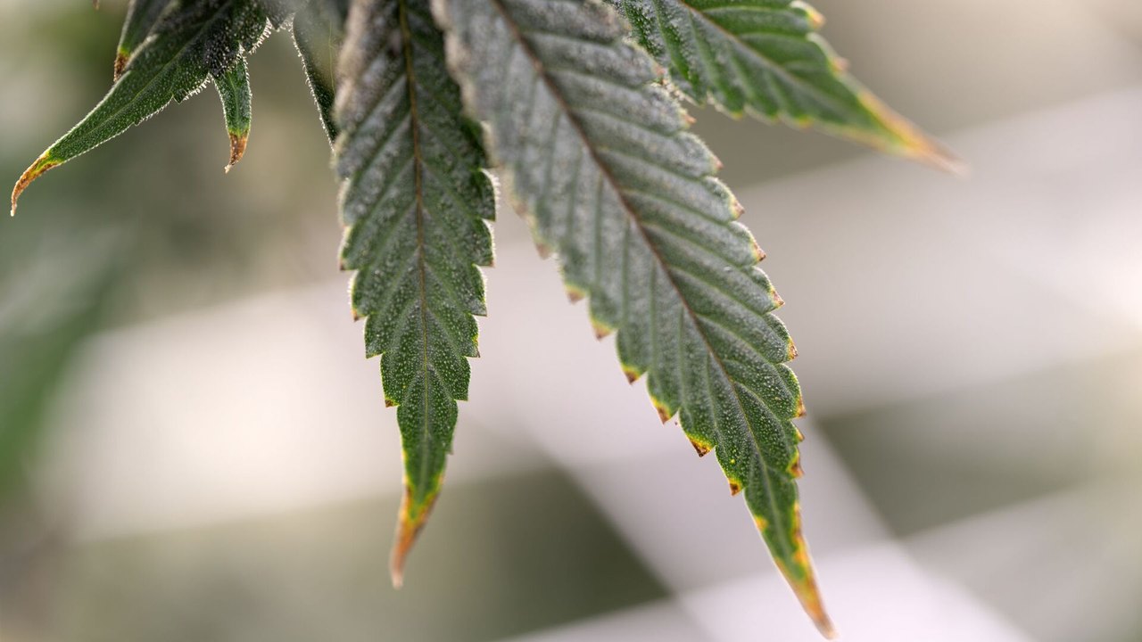 STJ autoriza cultivo industrial de cannabis para fim medicinal