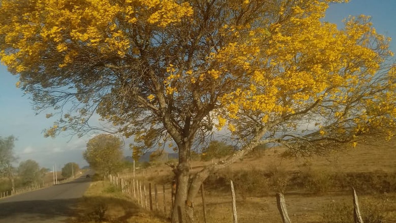 Projeto Alagoas Mais Verde: IMA comemora marco de 1 milhão de mudas plantadas