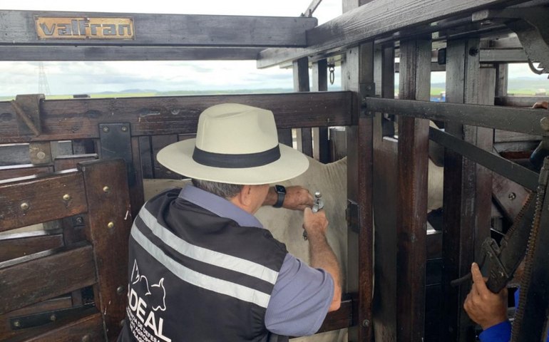 Adeal realiza vacinação assistida contra a febre aftosa no município de Rio Largo