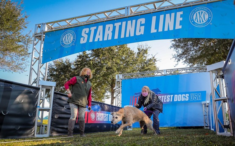 De 'cão bravo' ao estrelato: conheça Miles, o vira-lata resgatado que chegou a uma das maiores competições caninas dos EUA