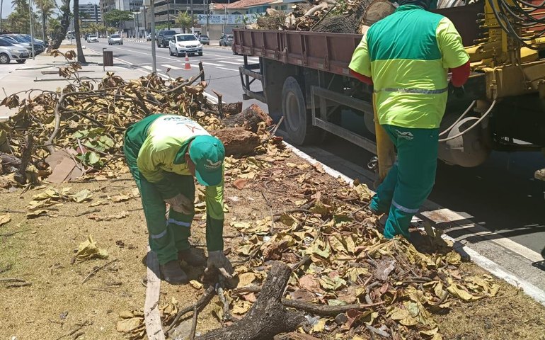 Alurb recolhe restos de árvore suprimida pelo Corpo de Bombeiros no Centro
