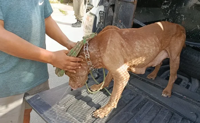 Cadela e seis filhotes foram resgatados após denúncia de maus-tratos