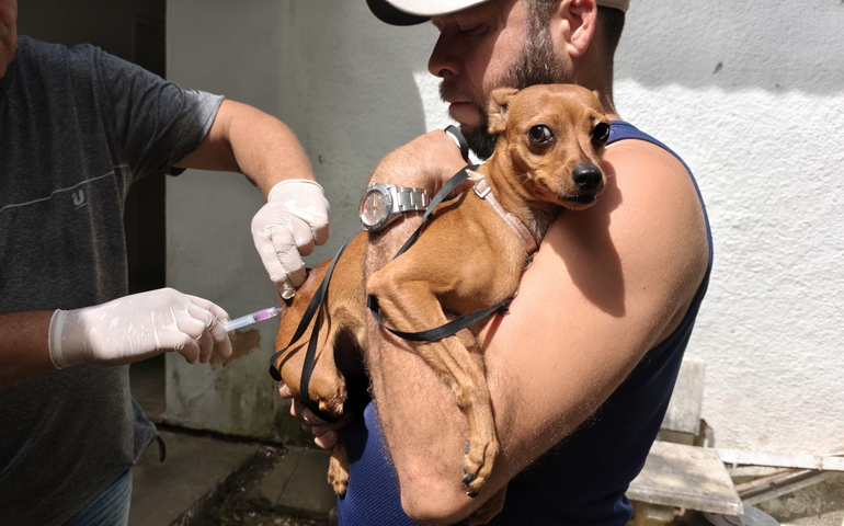 Dia D de Vacinação Antirrábica imuniza mais de 4 mil animais em Penedo