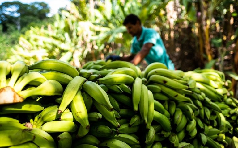Projeto de fruticultura irrigada no Sertão de AL vai gerar cerca de 900 empregos diretos