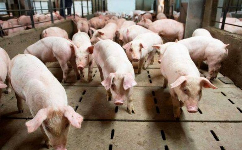 China confirma suspensão de exportação de carne suína de unidades da BRF e da JBS
