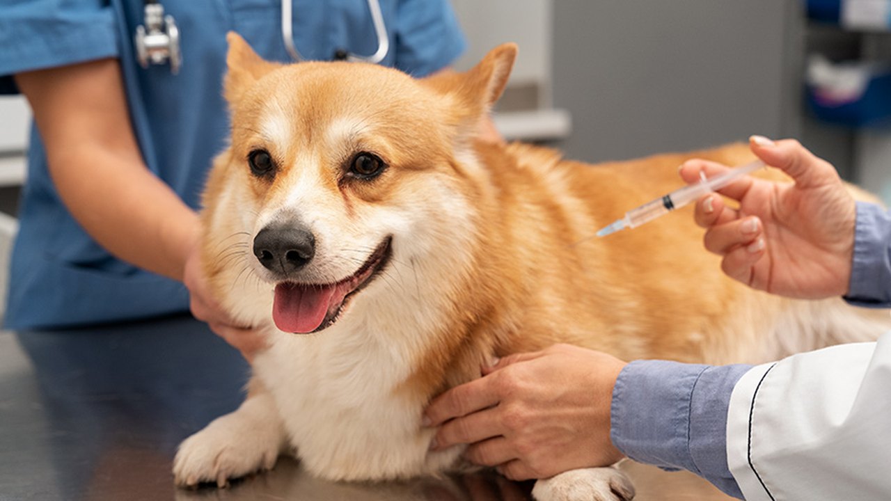 Projeto prevê dedução de despesas com cães e gatos no Imposto de Renda