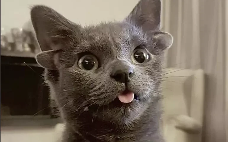 Gato nasce com 4 orelhas por causa de uma rara mutação genética 