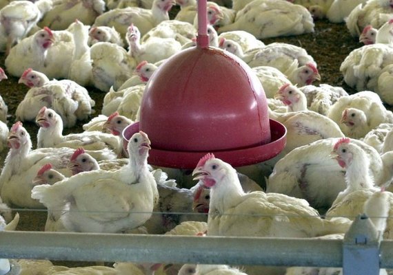Avicultora tem prejuízo de R$ 300 mil com morte de 20 mil aves por conta do calor