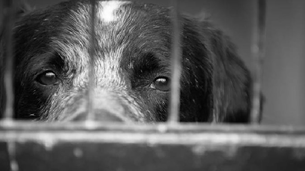 Projeto obriga condomínios a denunciarem maus-tratos a animais