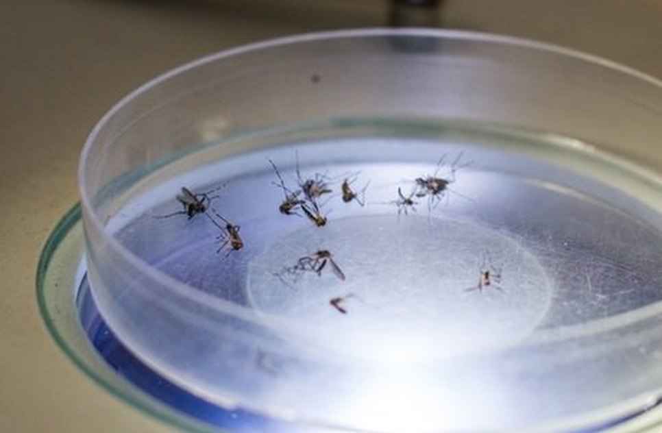 Zika 