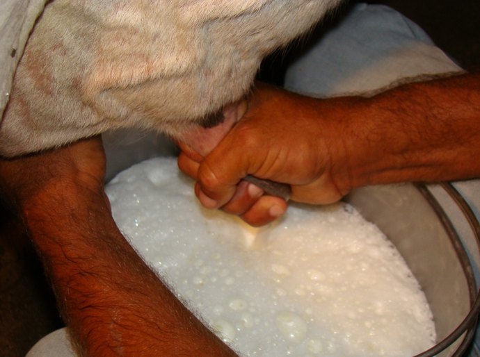 Fecoep garante verba de 12 milhões para o Programa do Leite em Alagoas