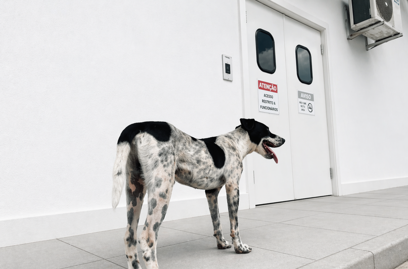 Lealdade: Cachorro permanece em frente ao Hospital Dr. Ib Gatto Falcão até a alta médica do tutor