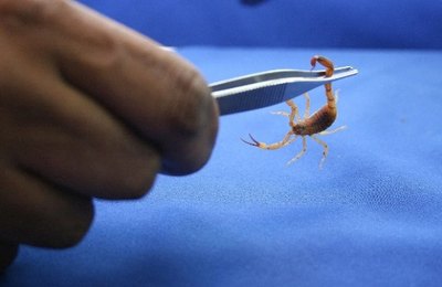 Temperaturas elevadas são propícias para a proliferação de escorpiões