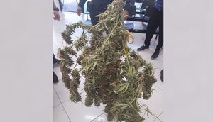 maconha / Foto: Foto: SSP/ Ascom
