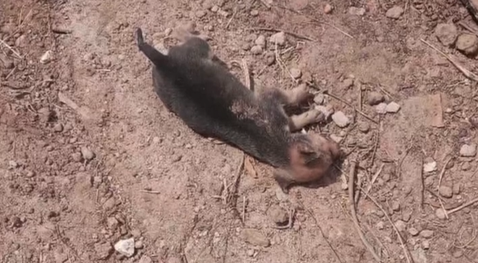 Filhotes de cães são encontrados mortos em Nossa Senhora da Glória; moradores acusam funcionários da prefeitura por atropelamento