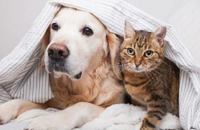 Veja orientações sobre os cuidados para proteger os animais de estimação durante o frio
