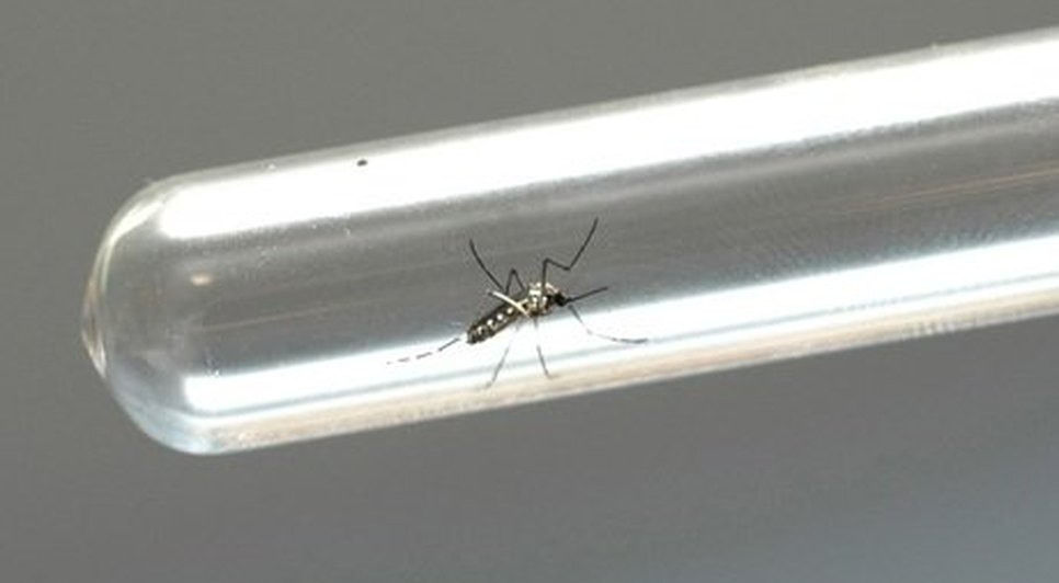 Zika virus