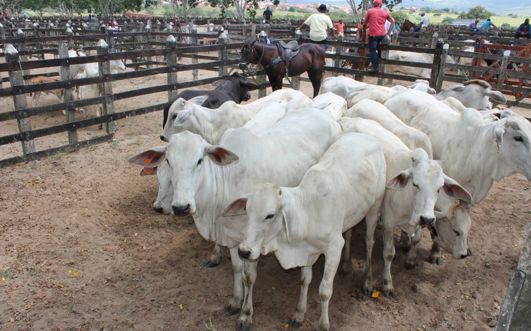 Valor da produção agropecuária de Alagoas cresce 23,3% e atinge R$ 5,1 bilhões em 2023