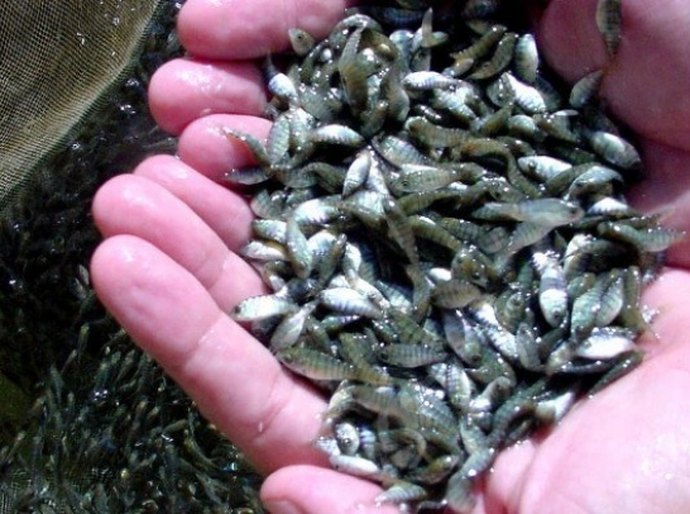 Seagri divulga número de alevinos entregues no mês de maio em AL