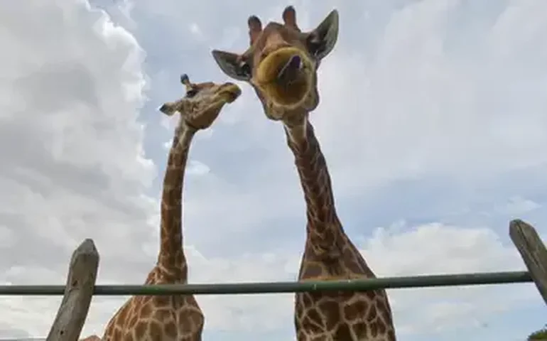 Girafa recém-nascida no zoo de SP já tem nome e RG