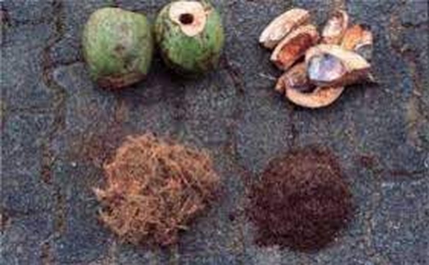 Turismo sustentável e o coco verde: oportunidades para o desenvolvimento da ecoconsciência local