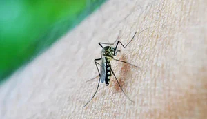 Aedes aegypti é responsável pela transmissão da dengue e da chikungunya, doenças que voltam a preocupar em Alagoas. - Foto: nuzeee/Pixabay