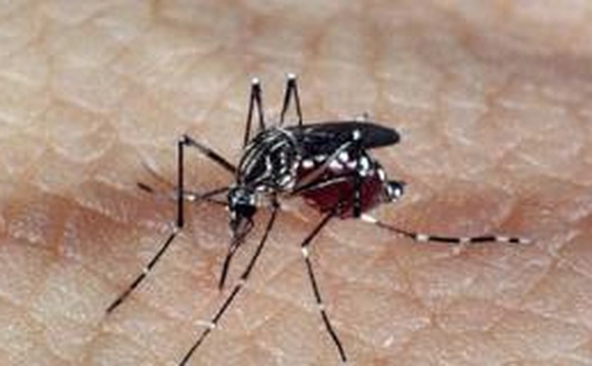 Dengue: técnicos do Ministério da Saúde avaliam situação em Campinas