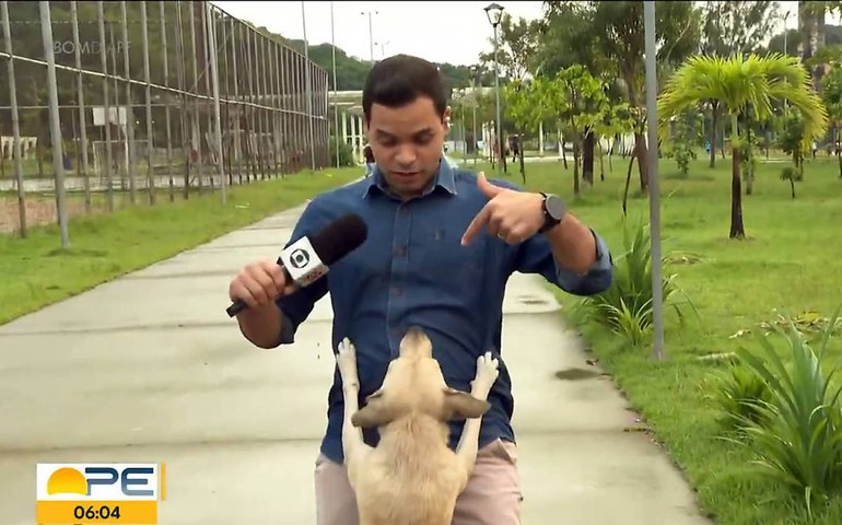 Vídeo: vira-lata caramelo rouba a cena ao 'invadir' reportagem ao vivo; assista