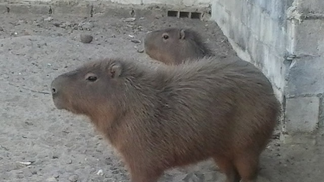BPA apreende animais silvestres mantidos em cativeiro na cidade de Junqueiro