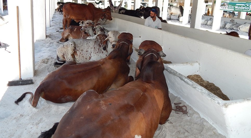 feira agropecuária