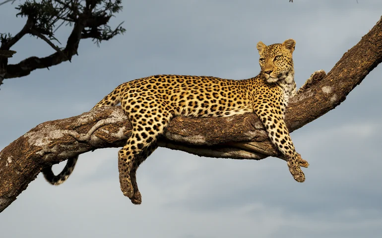 Leopardo Mizer chama atenção no Zoológico de Moscou pela rotina de higiene