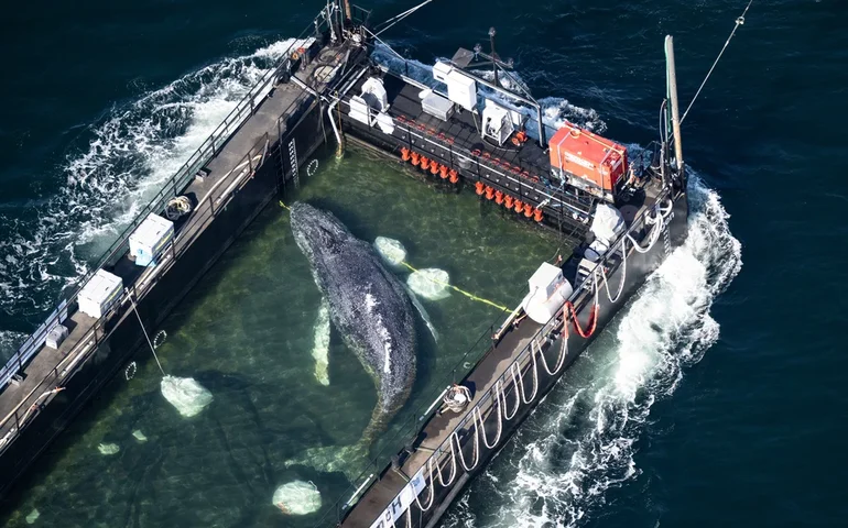 Uma barcaça transportando Timmy, a baleia jubarte, segue para o Mar do Norte.