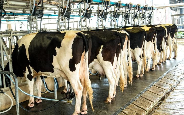 Comissão debate criação de contrato futuro de leite para reduzir riscos e fortalecer o setor