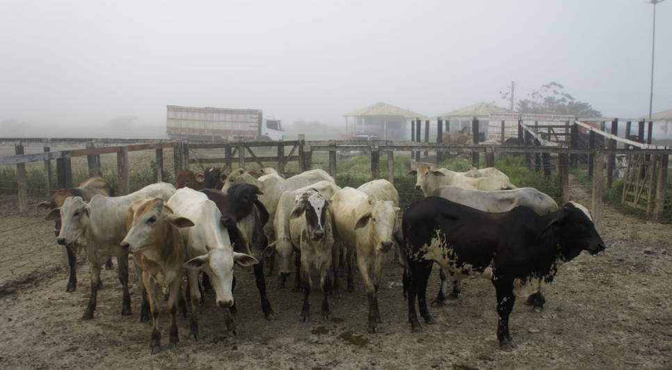 Feira de animais é flagrada com irregularidades em Tobias Barreto
