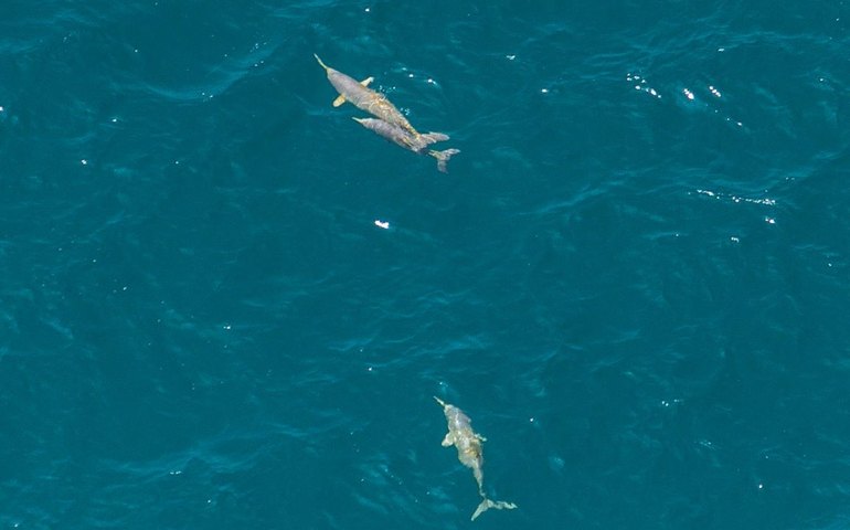 Golfinho ameaçado é descoberto em Paraty