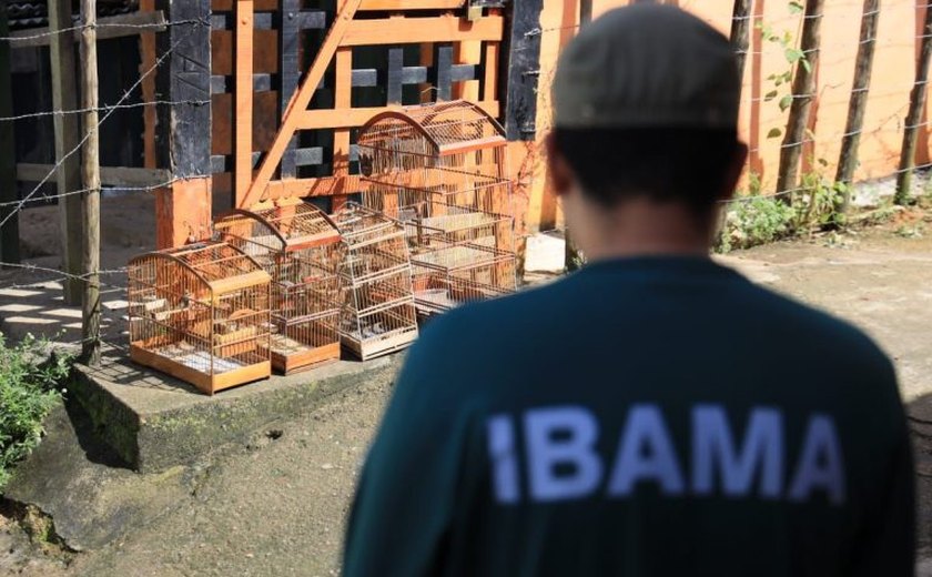 Operação resgata 26 animais silvestres vítimas de maus-tratos em Palmeira dos Índios