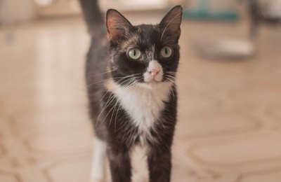 Gabinete da Causa animal promove Feira de Adoção com os pets da ONG Pata Voluntária no domingo (3)