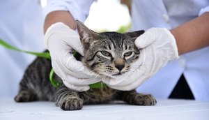Aracaju oferta vacinação antirrábica gratuita para cães e gatos neste sábado; confira locais