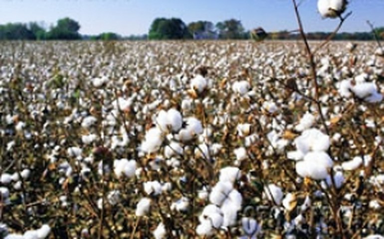 Tocantins poderá plantar algodão transgênico