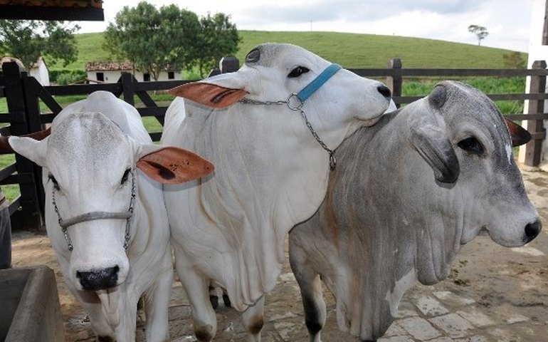 Projeto de melhoramento genético do rebanho faz 1º implante de embrião