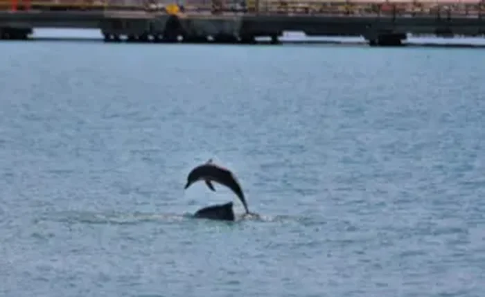 Golfinhos encantam turistas durante chegada de cruzeiro em Maceió