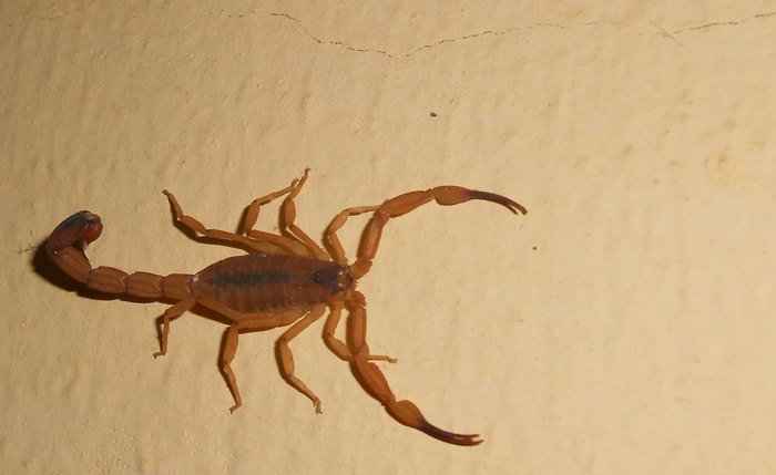 Em Alagoas, o tipo de escorpião predominante é o T. Serrulatus e o T. Stigmurus (amarelo)
