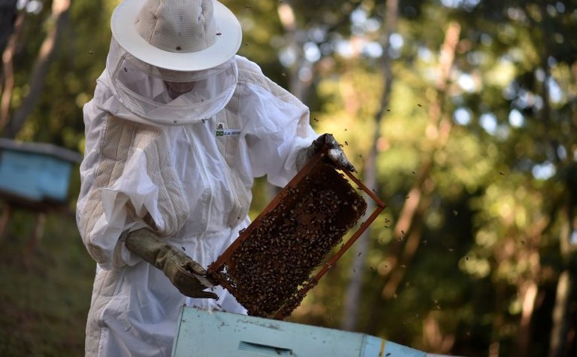 Vida de inseto ameaçada: abelhas e vaga-lumes correm o risco de extinção?