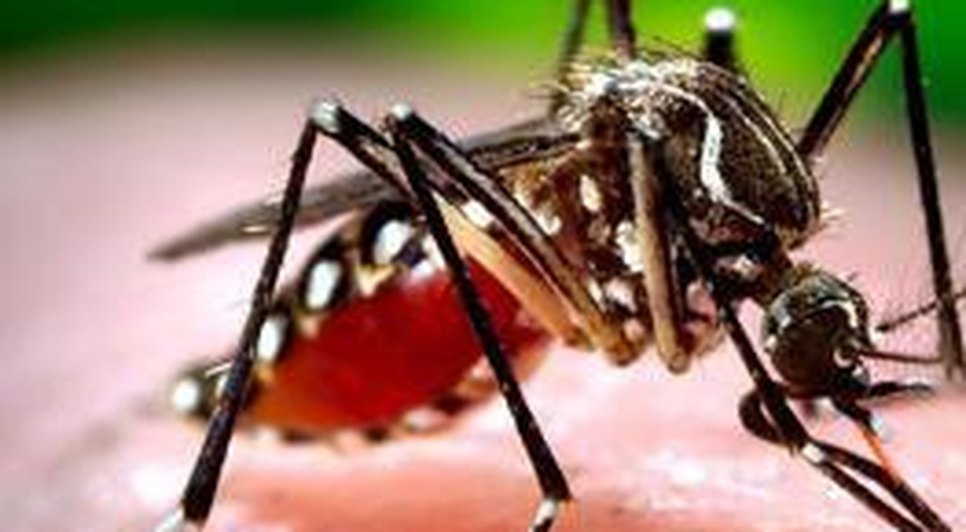 São 8.370 de Chikungunya casos prováveis, desde 2016, distribuídos nos 72 municípios/ Foto: Divulgação