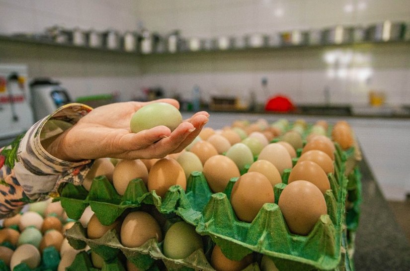 Educação promove seminário de avicultura e suinocultura dentro do Arapiraca Agroshow