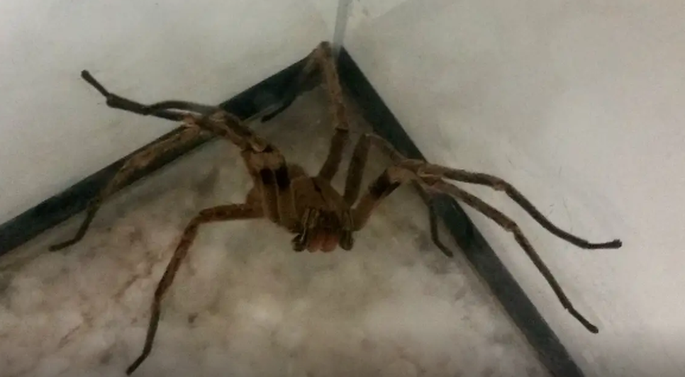 Aranha / Foto: Léo Rodrigues
